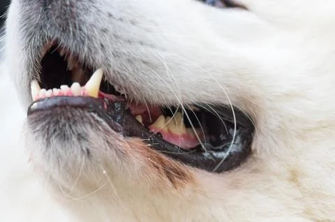 Guard dog close-up Stock Photos