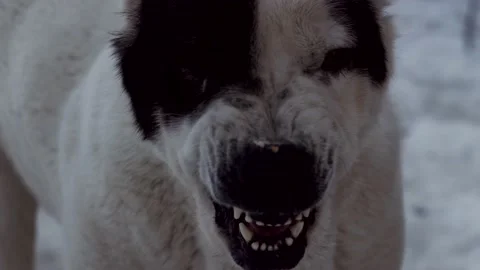 Guard dog guarding. Beware of big dog. Home security. Agressive dangerous animal Stock Footage 143611641