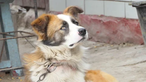 Guard dog looks back, close-up. Portrait of a watchdog, a guard of private Stock Footage 196028461