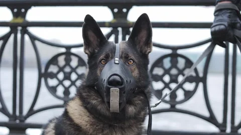 Guard Dog with Muzzle - Close-Up Shot Highlighting Its Focused Expression Stock Footage 293696871