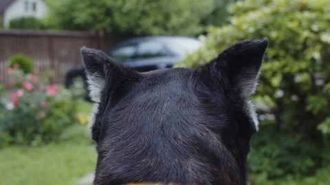 Guard dog observing its territory. Stock Footage 167165383