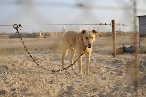 Guard dog Stock Photos