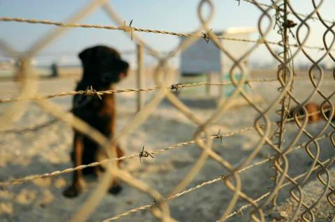 Guard dog Stock Photos