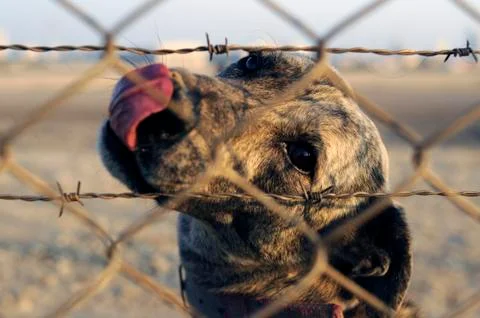 Guard Dog Stock Photos