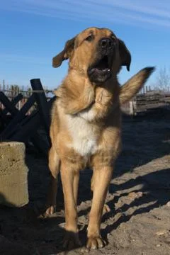 Guard dog Stock Photos
