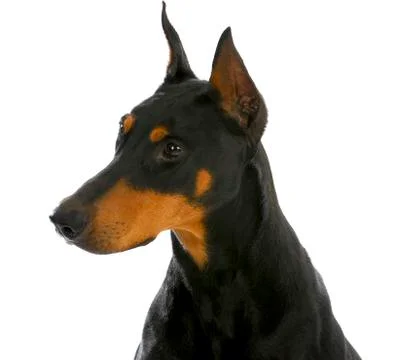 Guard dog Stock Photos