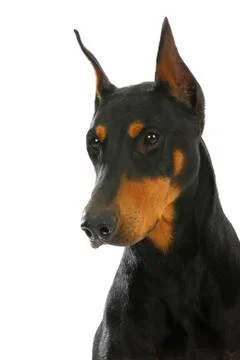 Guard dog Stock Photos