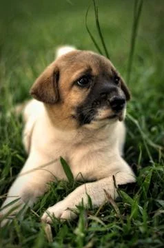 Guard dog Stock-Fotos