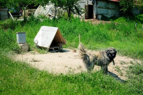 The guard dog Stock Photos