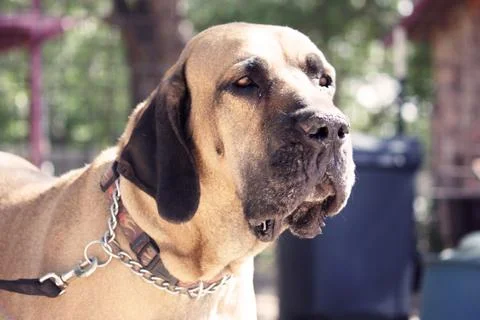 Guard Dog Stock Photos