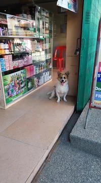 Guard Dog Stock Photos