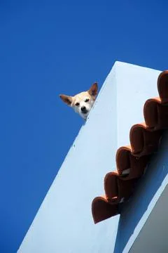 Guard dog Stock Photos