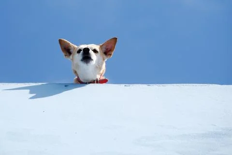 Guard dog Stock Photos