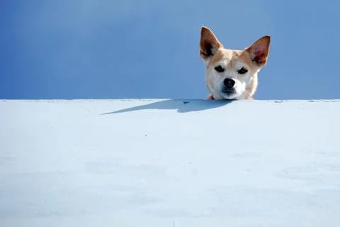 Guard dog Foto stock