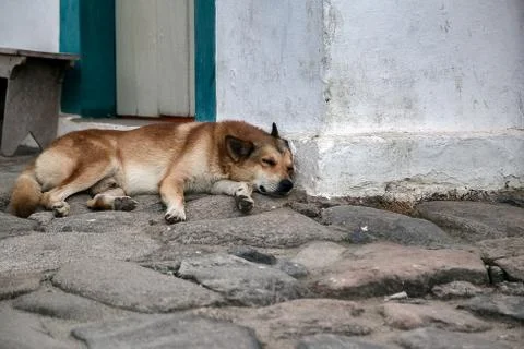 Guard dog sleeping Stock Photos