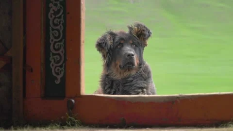 Guard dog stands at Mongolian ger - Traditional Dwelling and Pastoral Security Stock Footage 339708061
