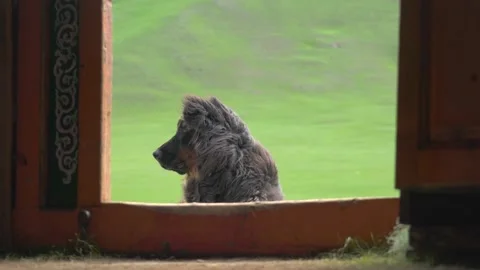 Guard dog stands at Mongolian ger - Livestock Protection and Pastoral Security Stock Footage 339708106