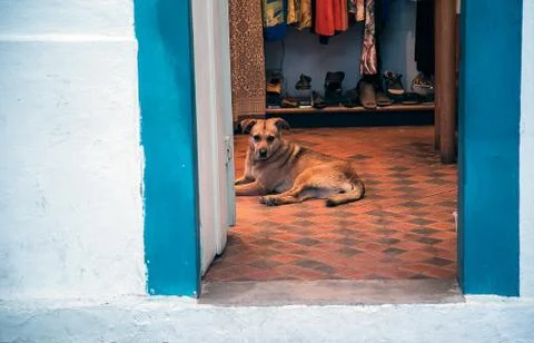 Guard dog on store Stock Photos