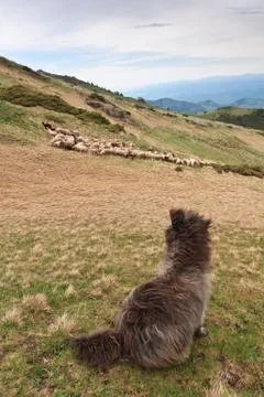 Guard sheep Stock Photos