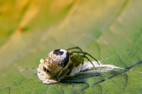 Guardian of the Leaf Foto stock