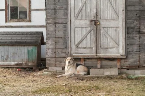 Guardian 写真素材