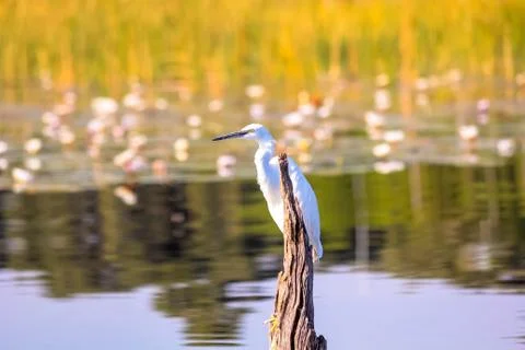 Guardian Stock Photos