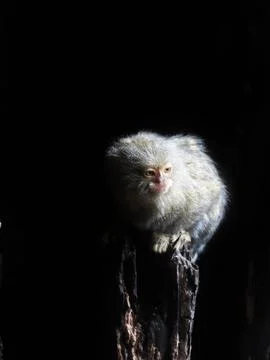 Guardian of the Shadows Stock Photos