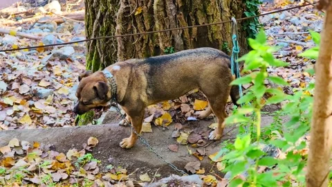 Guardian of the Valley Vídeo Stock 296359150