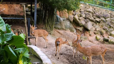 Guardians of Deer: Explore the world of those who safeguard and nurture these Stock Footage 248622834