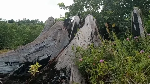 Guardians of Time Video stock 263460861