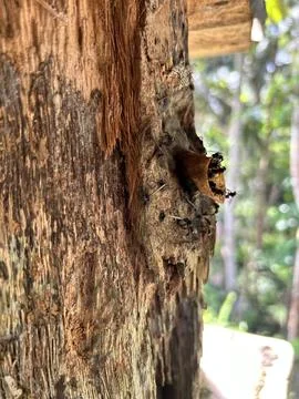 Guarding a gate from predator Foto stock