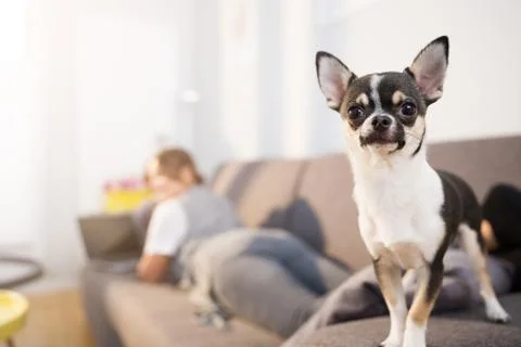 Guarding my human Stock Photos