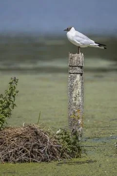Guarding nest Fotos Stock