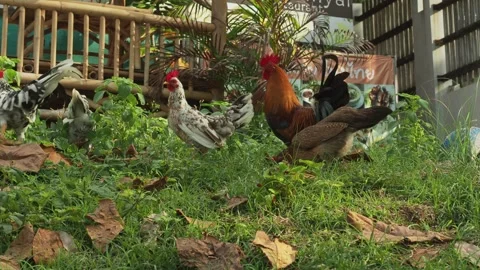 Guarding rooster and chicken flock foraging Stock Footage 331550727