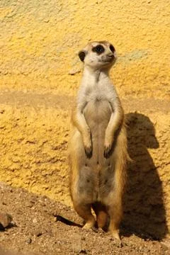 Guarding Suricate Stock Photos