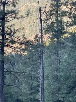Guarding the woods with grace. Stock Photos