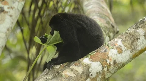 Guatemalan Black Howler Monkey, endangered, Belize Stock Footage 65498246