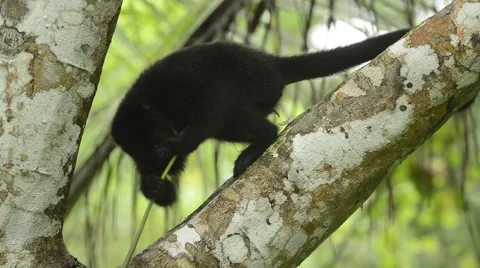 Guatemalan Black Howler Monkey, feeding, Belize Stock Footage 65498148