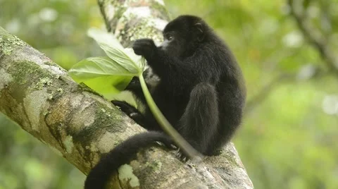 Guatemalan Black Howler Monkey, feeding, Belize Stock Footage