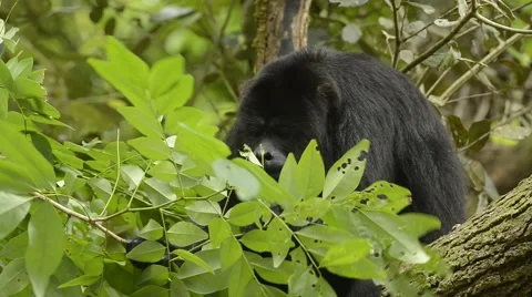 Guatemalan Black Howler Monkey, feeding, Belize Stock Footage 65498166