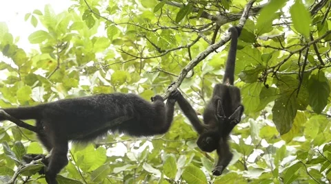 Guatemalan Black Howler Monkey, feeding, Belize Video stock 65498207