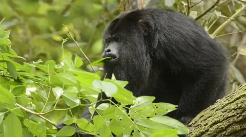 Guatemalan Black Howler Monkey, feeding, Belize Video stock 65498227
