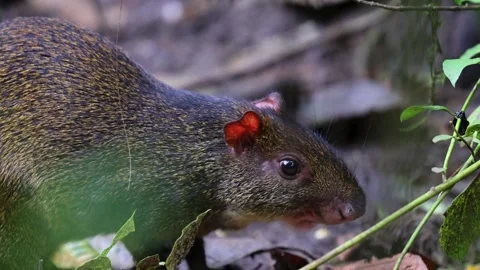 Guatusa Central American Agouti (Dasyprocta punctata) eating corn in a fore.. Stock Footage 277959953