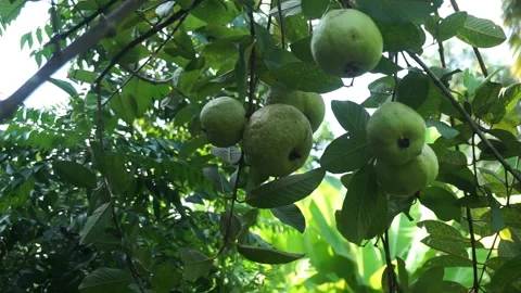Guava 01 04022024 Stock Footage 270708255