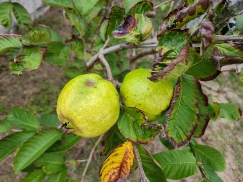 Guava on a branch Stock Photos