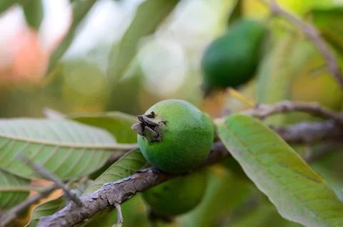 Guava, Close-up of Fruit Growing on Tree 스톡 사진