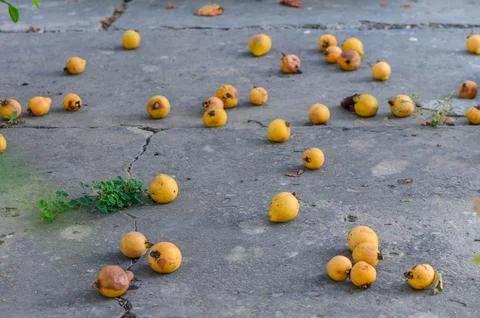 Guava, Close-up of Fruit Growing on Tree 스톡 사진