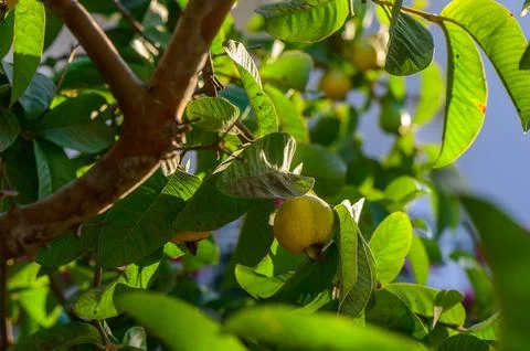 Guava, Close-up of Fruit Growing on Tree Stock Photos