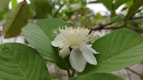 Guava Flower in Bloom Video stock 310496302
