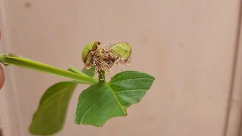 Guava flower. Stock Footage 155776547